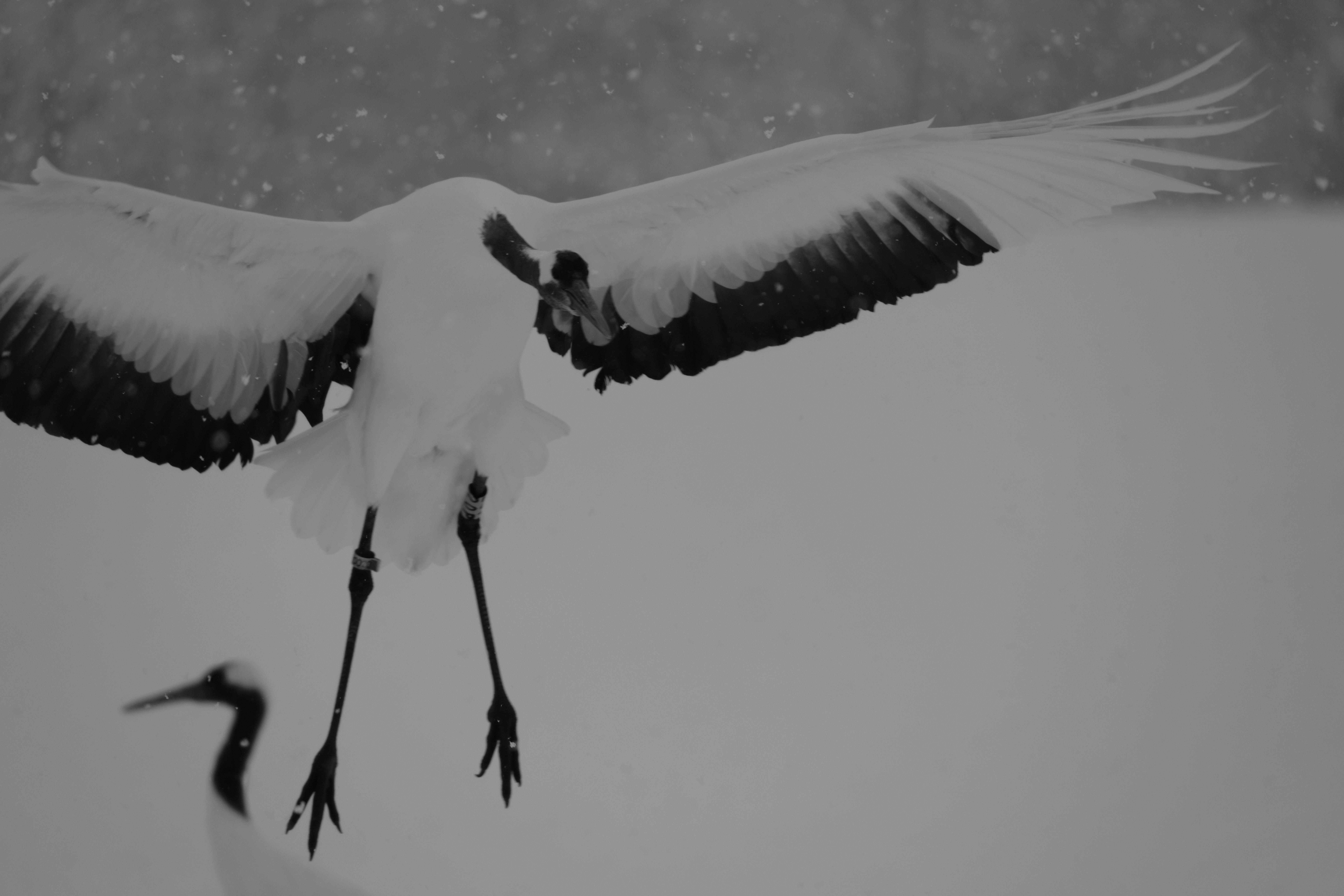 🦢 일본 야조회 츠루이·이토 두루미 보호구역 (니혼야초노카이 츠루이·이토 탄초 생추어리) 이미지 8